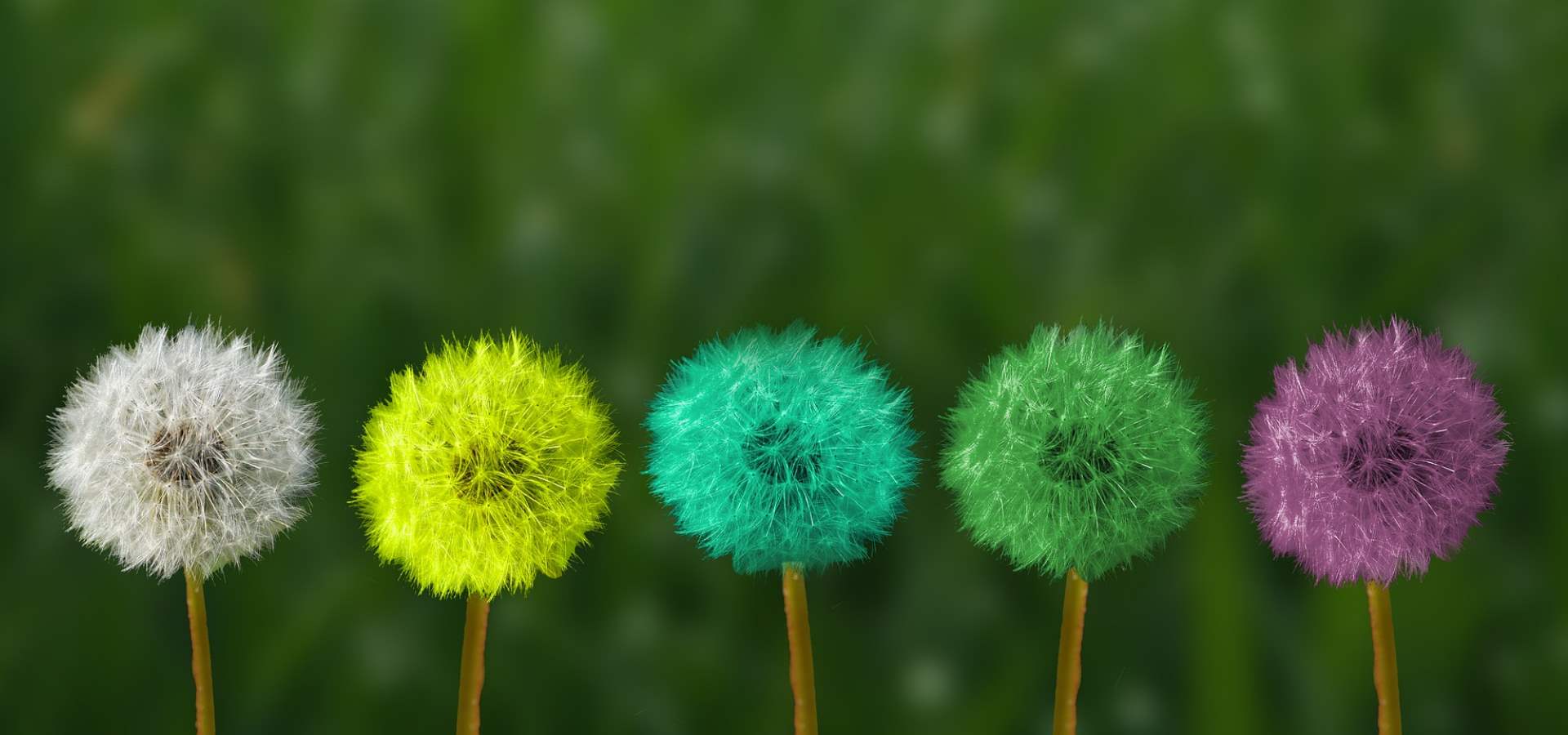 A row of colourful dandelions 