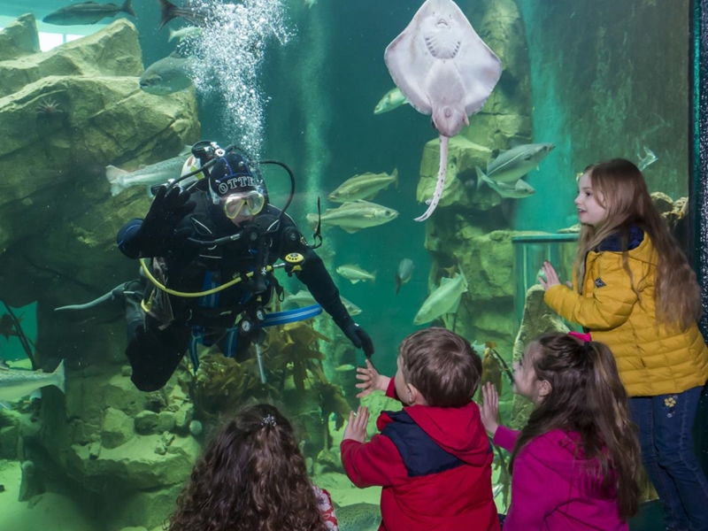 diver at aquarium