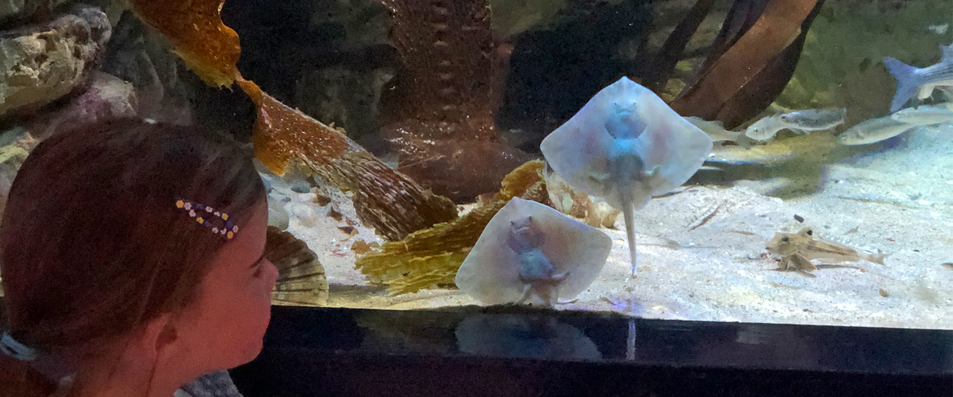 Girl looking at baby thornback rays