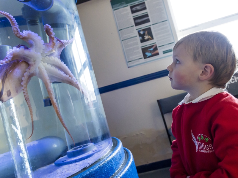 Boy looks at octopus in tank