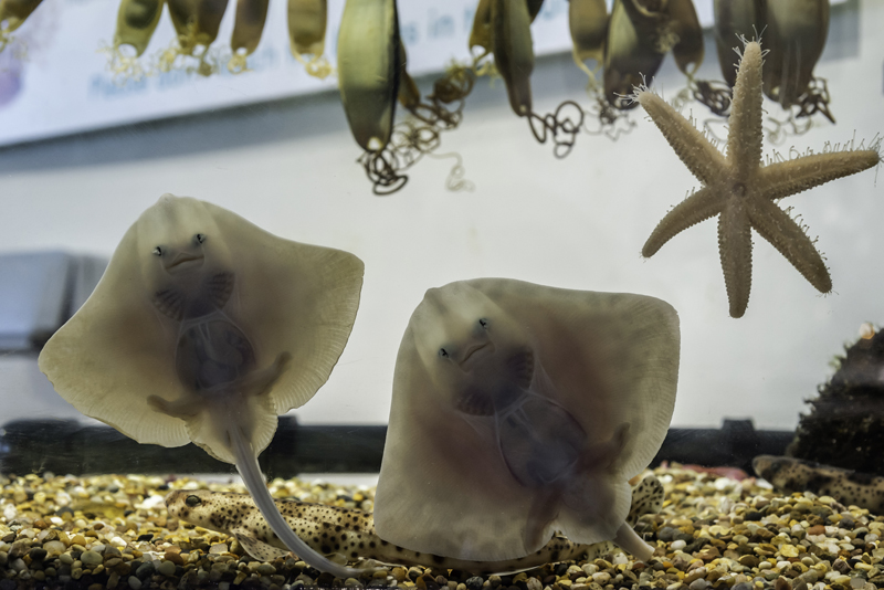 Baby rays at Macduff Marine Aquarium