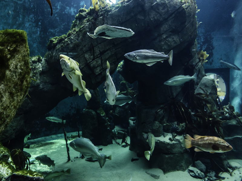 The kelp reef is home to over 100 fish