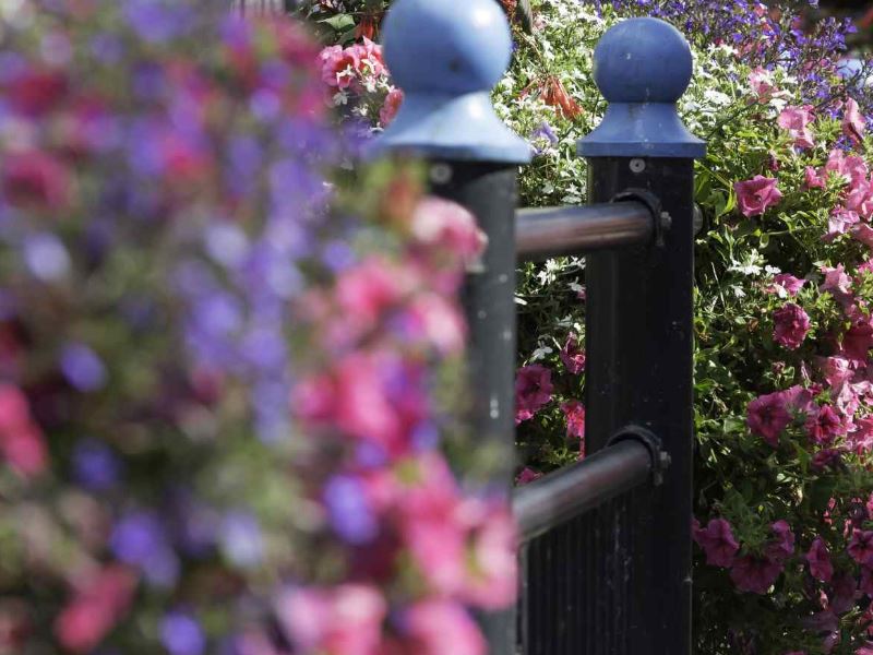 flowers in Stonehaven