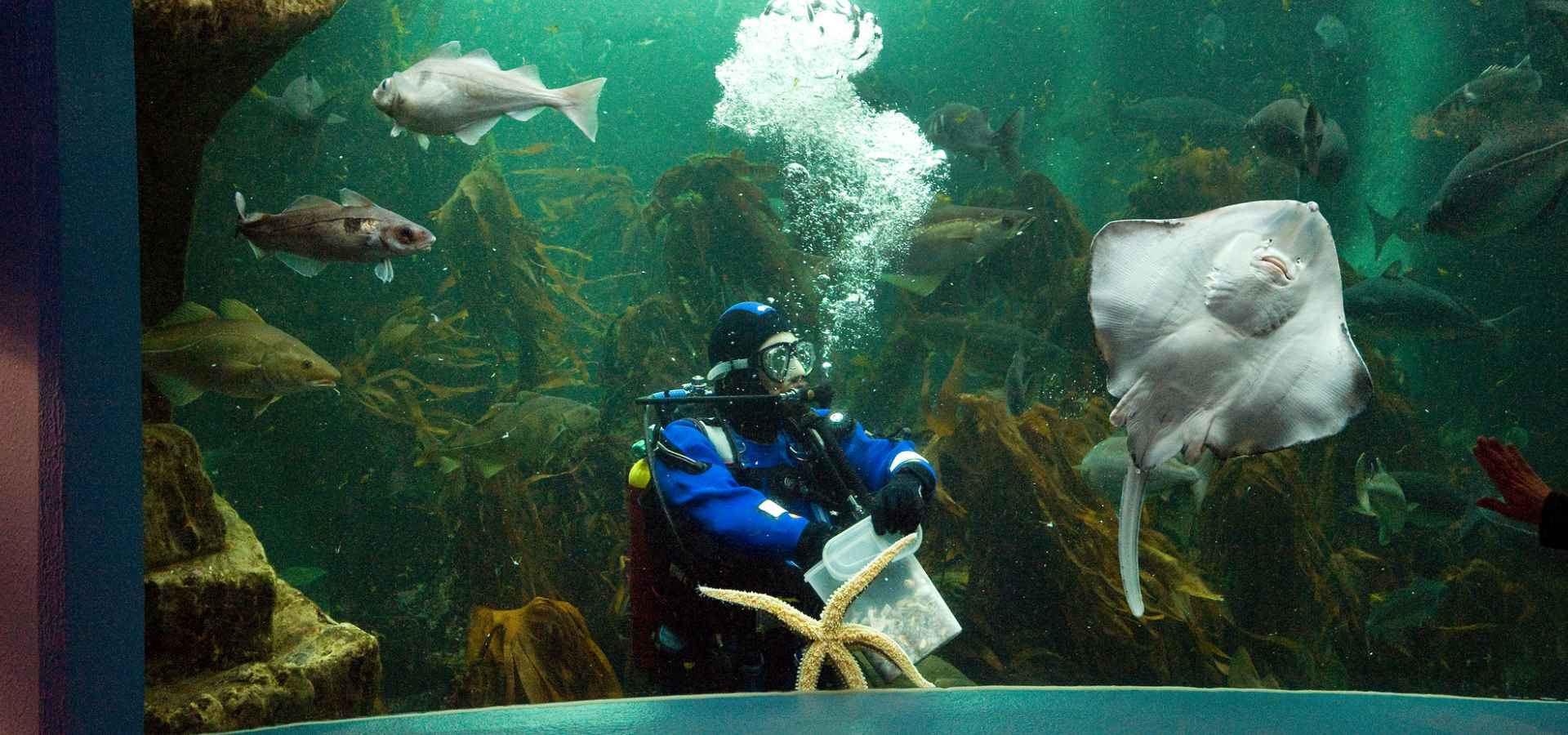 A diver looking feeding the rays at Macduff Marine Aquarium