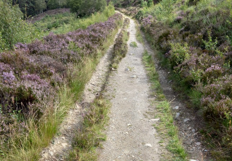 Path surrounded with wild flowers