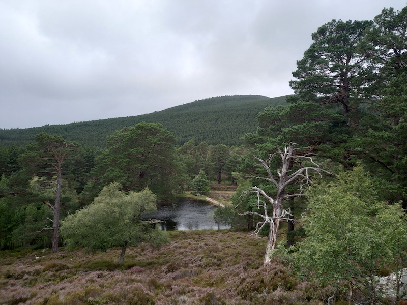 Trees, loch and mountain