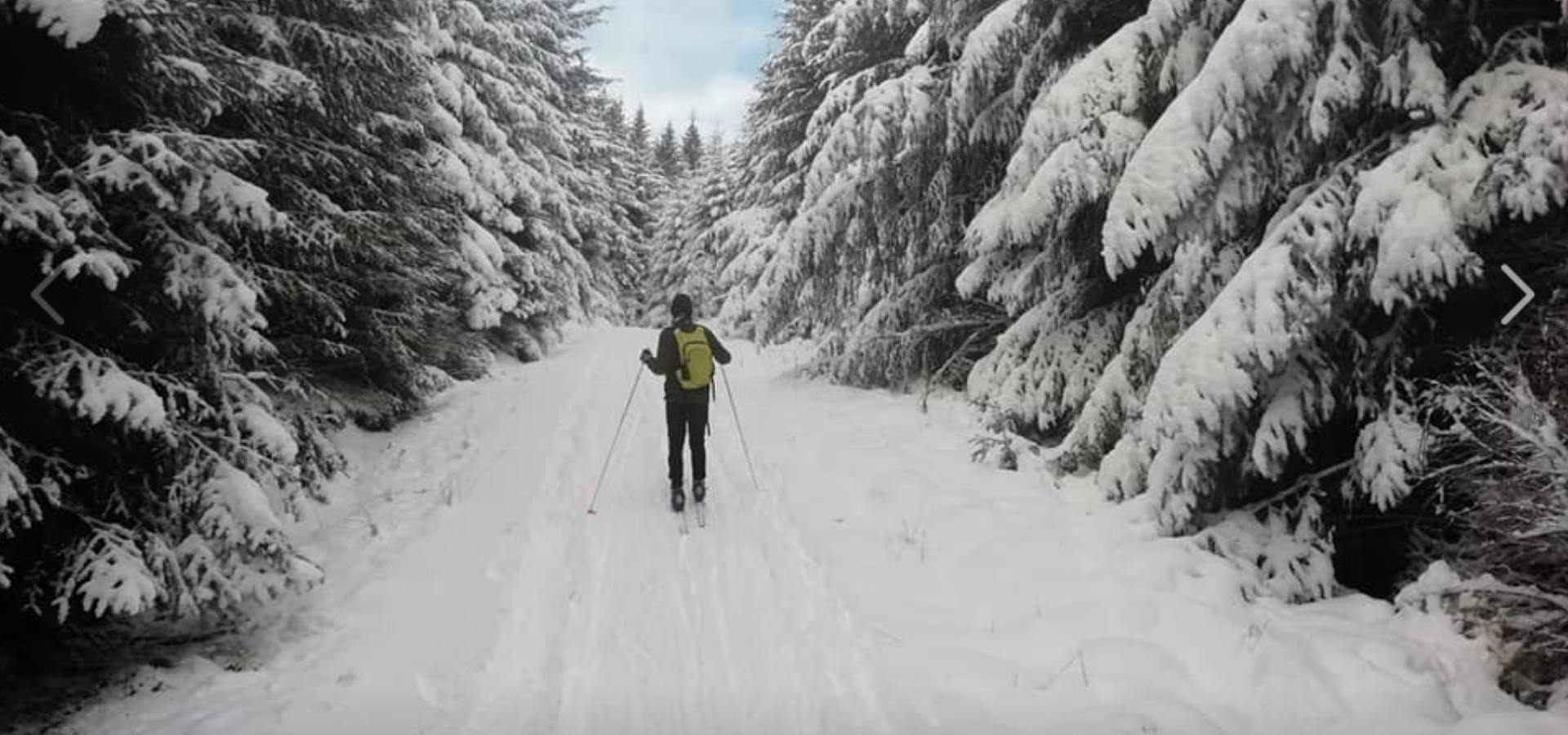 A person skiing through a snowy forrest