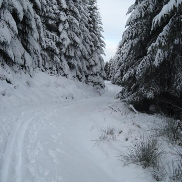 A snowy Clashindarroch  Forest trail